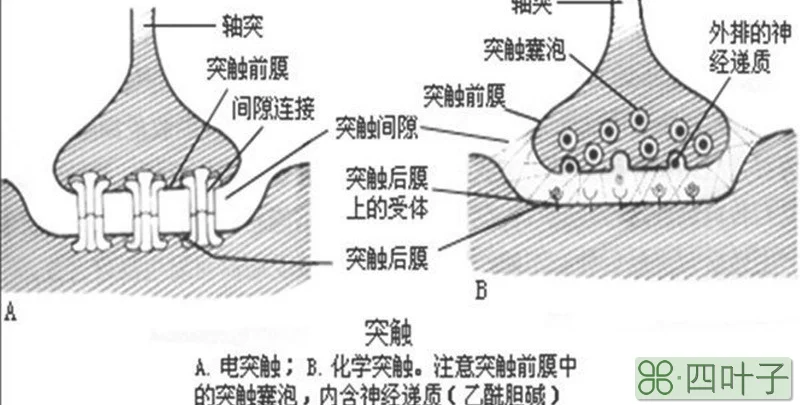 神经递质是大分子还是小分子