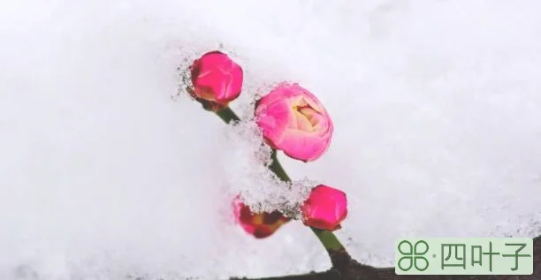 雪里已知春信至的意思