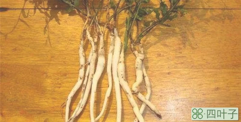 沙参和山胡萝卜的区别