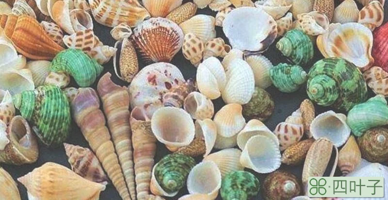 海洋中的活化石是哪种海螺