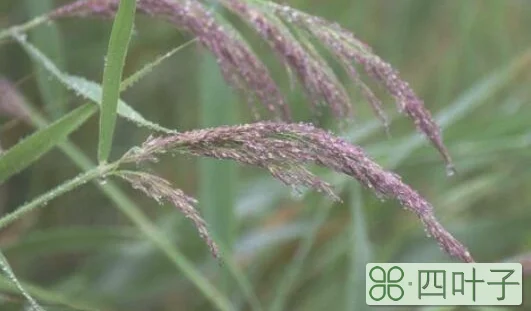 近寒食雨草萋萋,著麦苗风柳映堤意思
