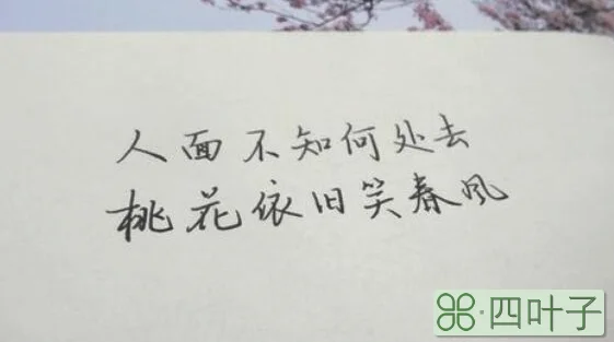 人面不知何处去 桃花依旧笑春风意思