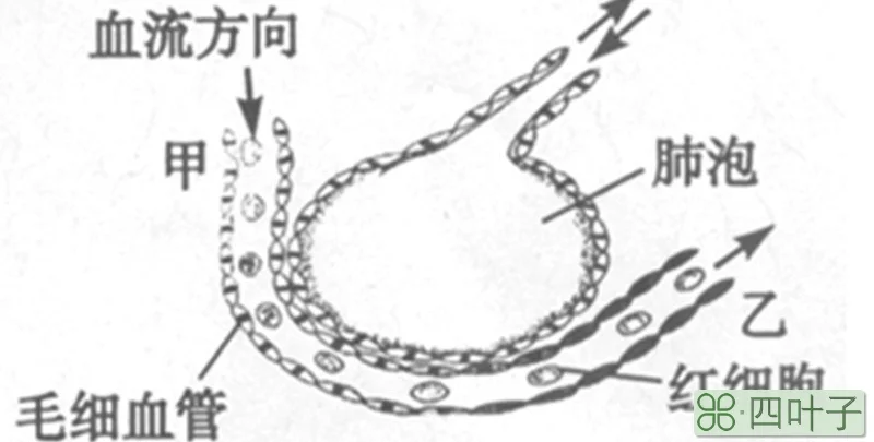 肺泡中的氧气进入组织细胞经过几层细胞膜