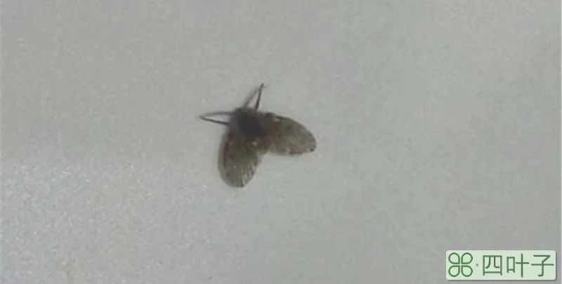 卫生间的小飞虫来源