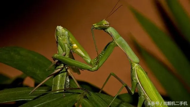 螳螂吃什么植物和水果，你可知道螳螂是益虫还是害虫？