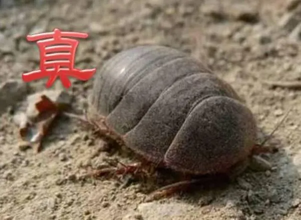 鳖/土鳖/水鳖，是动物，是植物，还是昆虫？啊~我晕了！