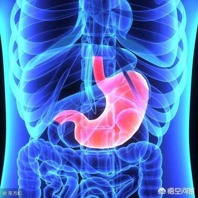 图片：胃的位置图 | 附：胃的功能大全