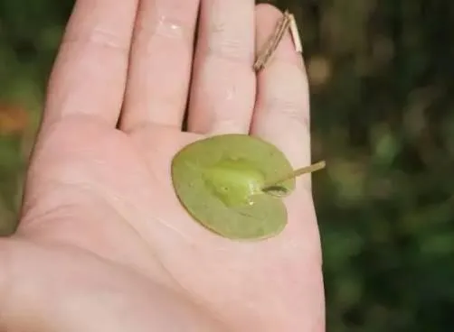 鳖/土鳖/水鳖，是动物，是植物，还是昆虫？啊~我晕了！