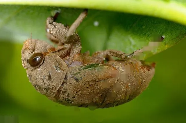 蝉的幼虫叫什么名字 | 盘点蝉幼虫五花八门的叫法
