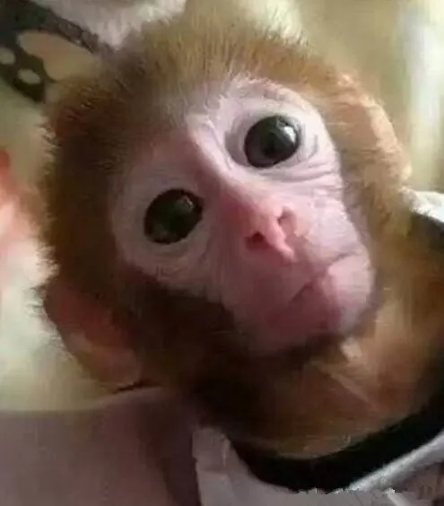 2万买个石猴当作宠物，随时小心它要去你的命