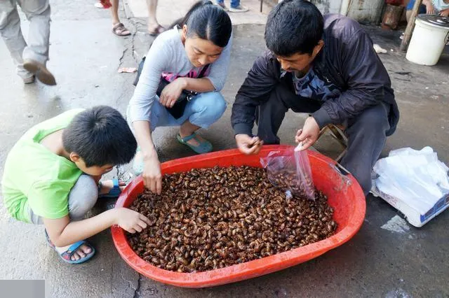 你们老家称蝉的幼虫叫什么？盘点那些五花八门的叫法