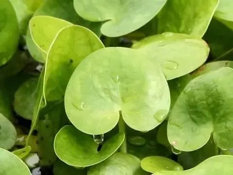 鳖/土鳖/水鳖，是动物，是植物，还是昆虫？啊~我晕了！