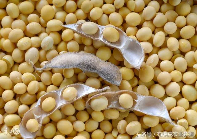 国内大豆种植分布情况在哪？