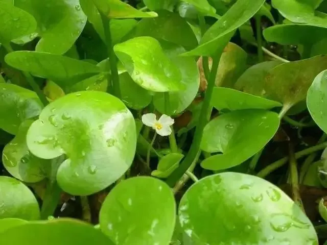 鳖/土鳖/水鳖，是动物，是植物，还是昆虫？啊~我晕了！