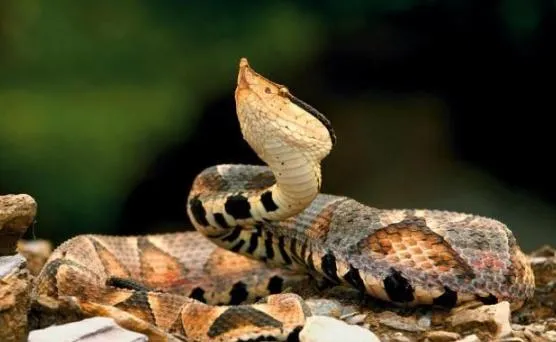 中国最神奇出名的五步蛇，被咬之后真的只能走五步？