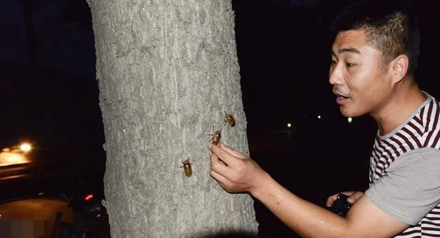 你们老家称蝉的幼虫叫什么？盘点那些五花八门的叫法