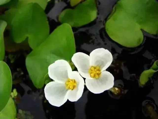 鳖/土鳖/水鳖，是动物，是植物，还是昆虫？啊~我晕了！