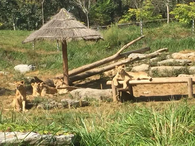 北京野生动物园游览全攻略，看完让你轻松带娃玩一天！