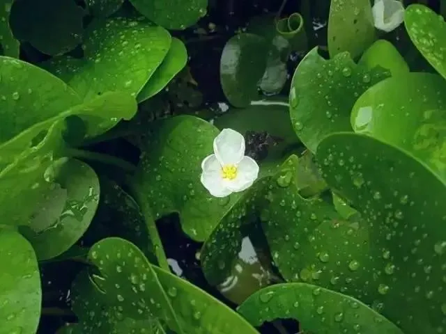 鳖/土鳖/水鳖，是动物，是植物，还是昆虫？啊~我晕了！