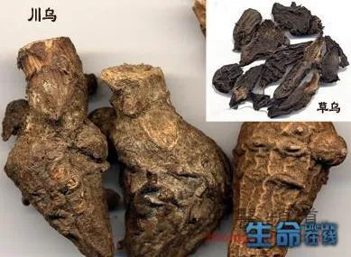 乌头草的作用和功效有哪些 | 乌头草有毒吗？