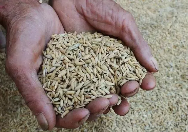 五谷中的菽是指什么东西 | 稻、黍、稷、麦、菽是哪些农作物