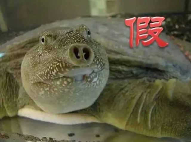 鳖/土鳖/水鳖，是动物，是植物，还是昆虫？啊~我晕了！