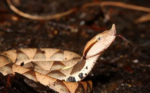 中国最神奇出名的五步蛇，被咬之后真的只能走五步？