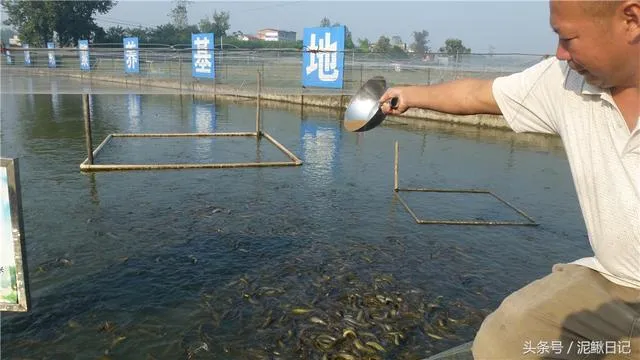 养殖一亩泥鳅需要投资多少钱