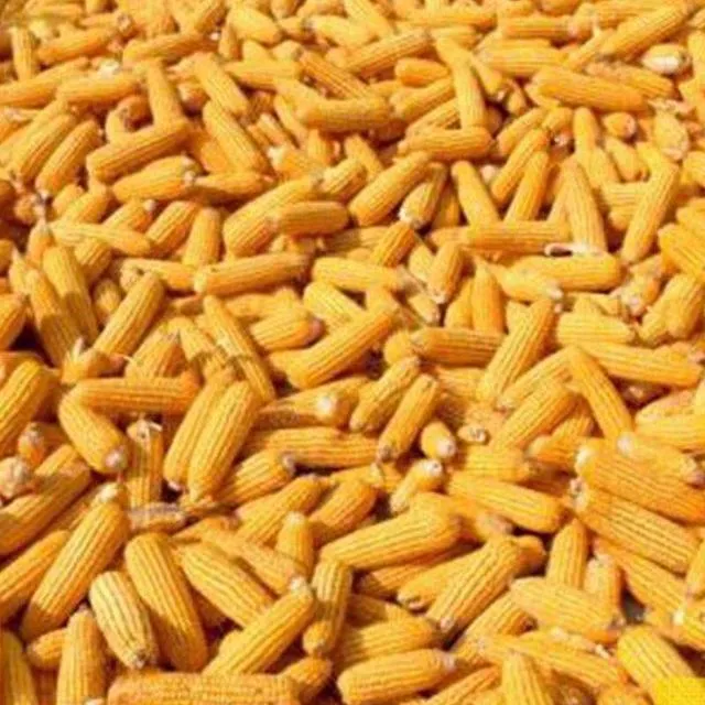 山西玉米最新收购价多少 | 2019年山西最