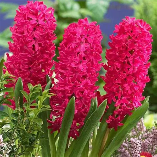 风信子的花语是什么