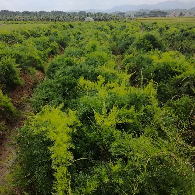 鲜天门冬的功效与作用，天门冬的药物价值！