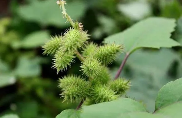 苍耳靠什么传播种子的方法 | 苍耳靠动物传播种子对不对