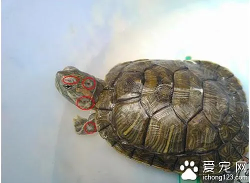 乌龟白眼病怎么治 教你怎么治疗乌龟白眼病