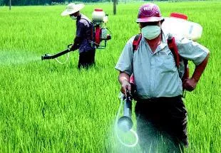 水稻病虫害三大防治技术，学好这些知识，不再盲目使用农药