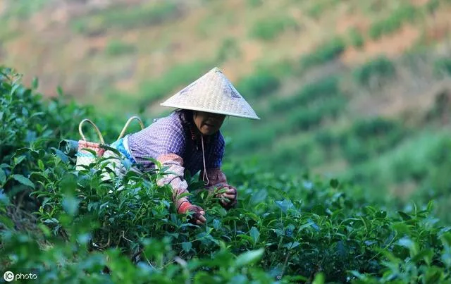 明日小暑，农村老话“夏至三庚入伏”，庚日是个啥？咋算的？