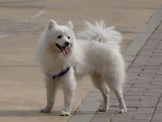 最理想的家庭宠物犬——美国爱斯基摩犬