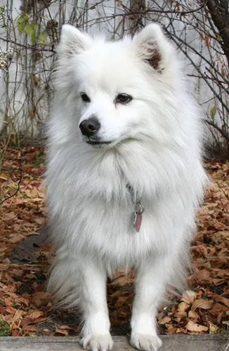 最理想的家庭宠物犬——美国爱斯基摩犬