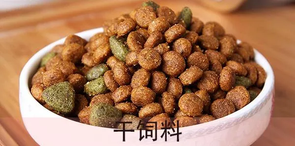 猫吃什么最好？养猫人必看的猫咪饮食指南