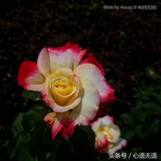 首都北京的市花是什么花，各城市的市花分别