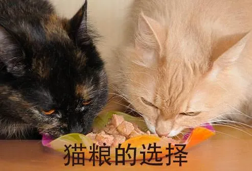 猫吃什么最好？养猫人必看的猫咪饮食指南