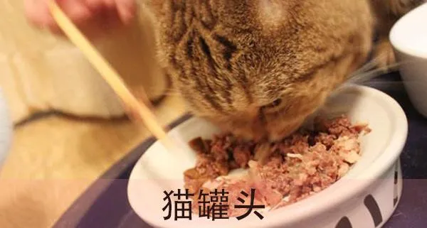 猫吃什么最好？养猫人必看的猫咪饮食指南