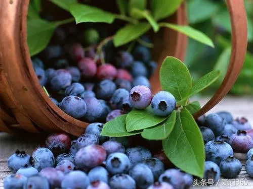蓝莓八大功效的营养价值