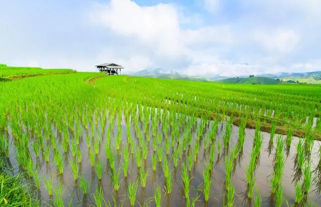 水稻病虫害防治用药及技术有哪些 | 水稻