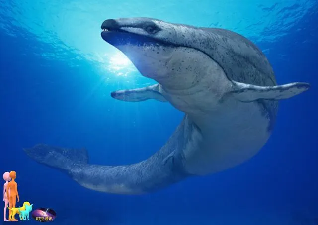 鲸鱼在动物中算聪明的，但它们的智商有多高呢？