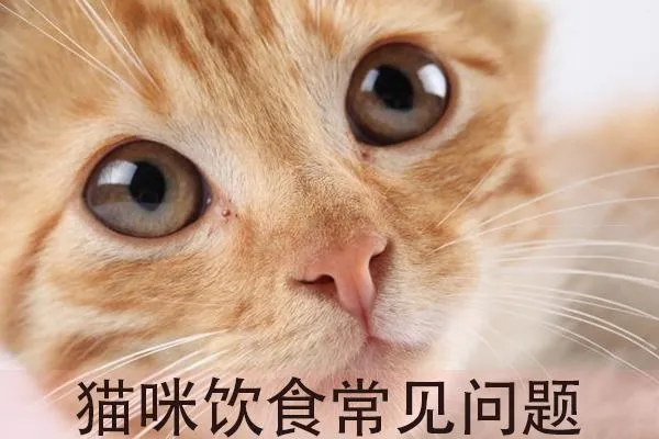 猫最喜欢吃什么东西能长胖 | 猫能吃的20种食物