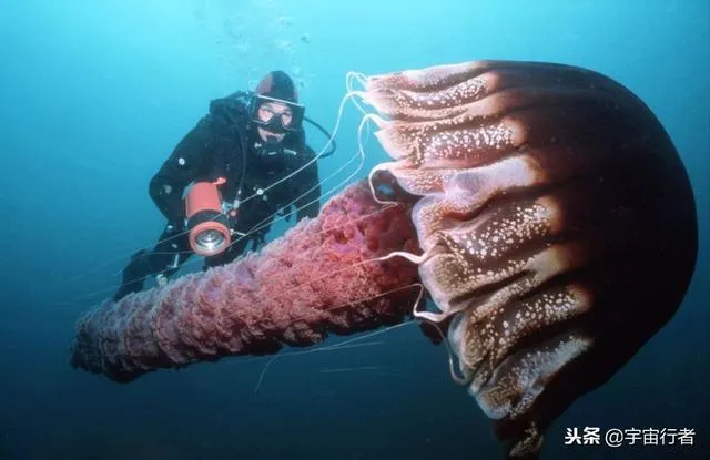 世界上最大的水母，拥有一身美丽的外表，但手段却极为凶残