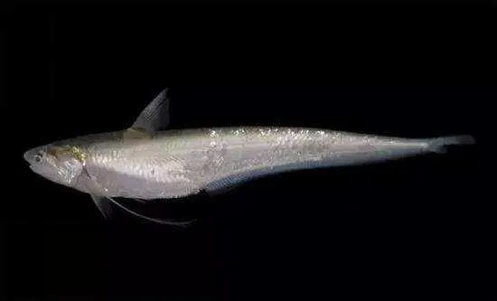 中国最名贵的鱼--长江刀鱼