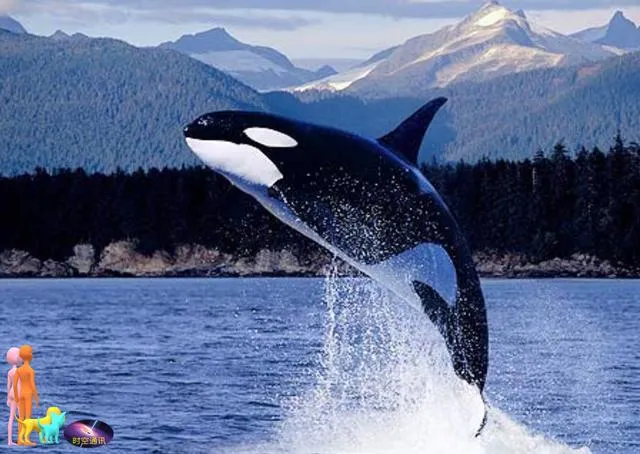 鲸鱼在动物中算聪明的，但它们的智商有多高呢？