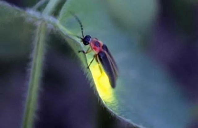 萤火虫为什么会发光的原因或答案 | 为什