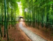 车胜元儿子(李英爱)